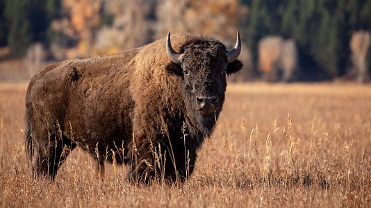 El monte del Alto Tajo, protegido por bisontes