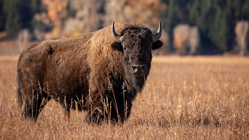 El monte del Alto Tajo, protegido por bisontes | Ver