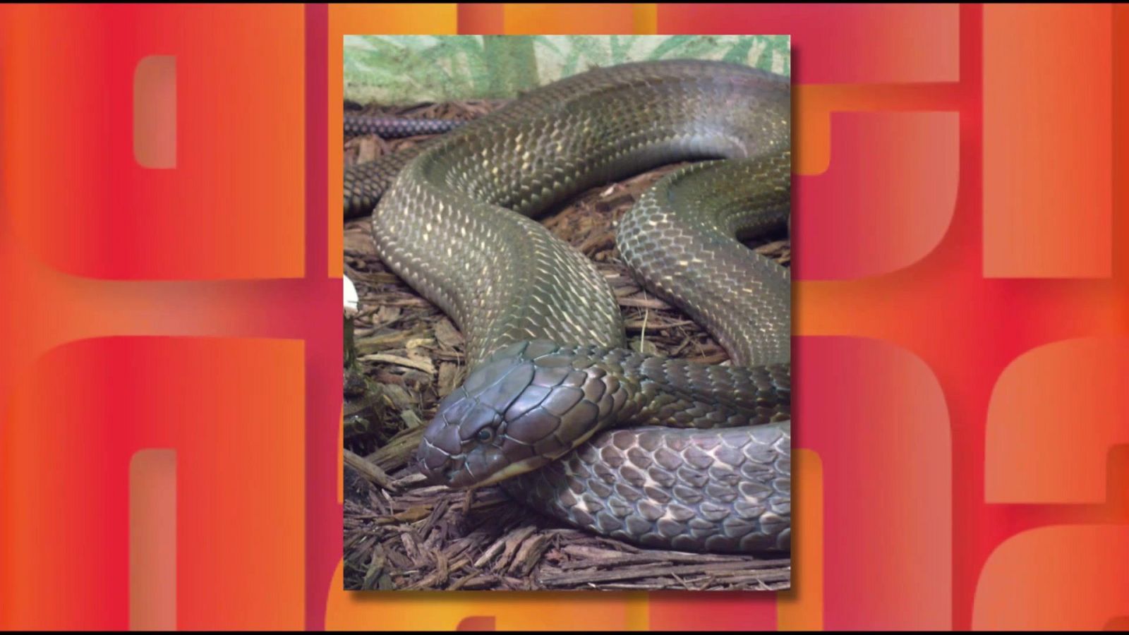 Saber y ganar - 20/04/26 - Saber y ganar | Ver