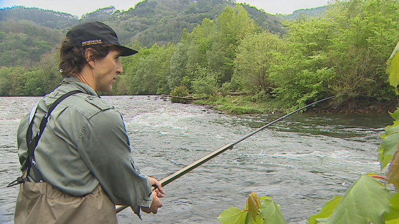Apenas hay salmones en los ríos asturianos - Panorama Regional | Ver