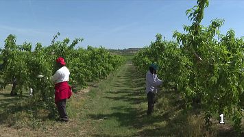 La pagesia espera m�s m� d'obra per la regularitzaci� de migrants