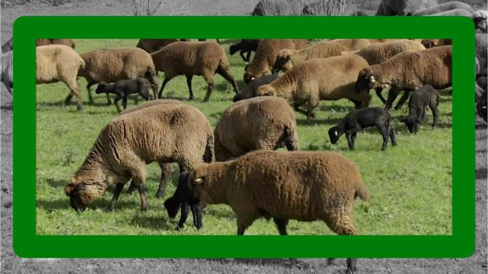 Noticias de Extremadura - La oveja merina negra en Extremadura