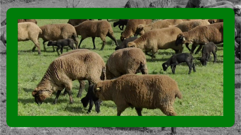 La oveja merina negra en Extremadura - Ver ahora