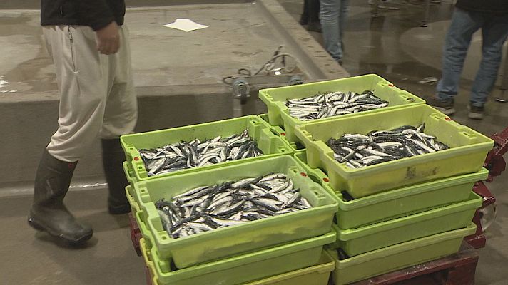 TeleCantabria - La costera del bocarte coge impulso en Cantabria