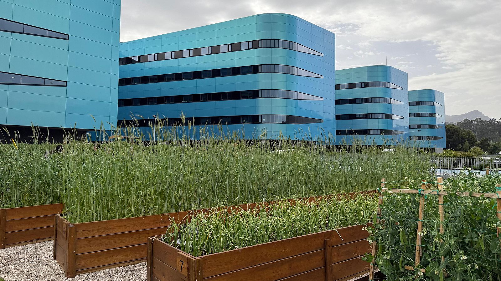 O Hospital Álvaro Cunqueiro de Vigo estrea unha horta biosaudable - Telexornal - Galicia | Vexa