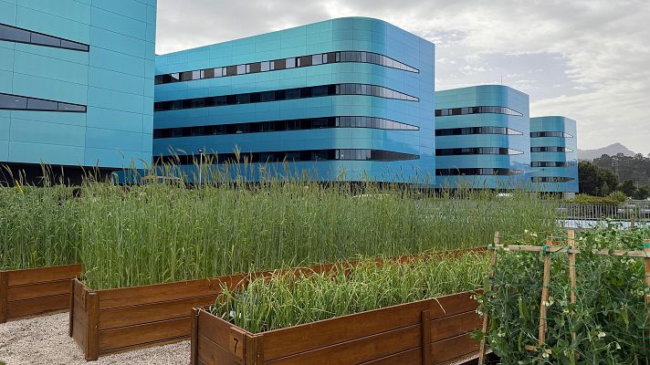Telexornal - Galicia - O Hospital Álvaro Cunqueiro de Vigo estrea unha horta biosaudable