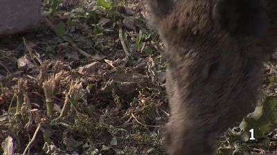 Castellbisbal entra a la zona d’alt risc i s’intensifica l’operatiu contra la pesta porcina