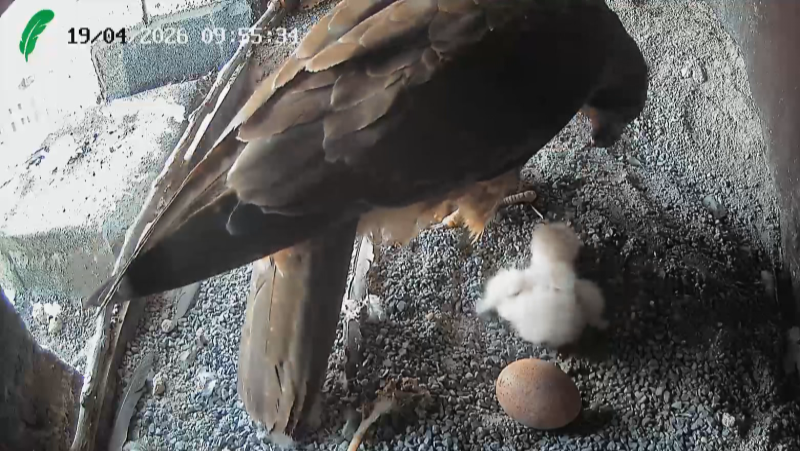 Nace una cría de halcón salvaje en el campanario de una iglesia de Getxo | RTVE Play - Ver ahora