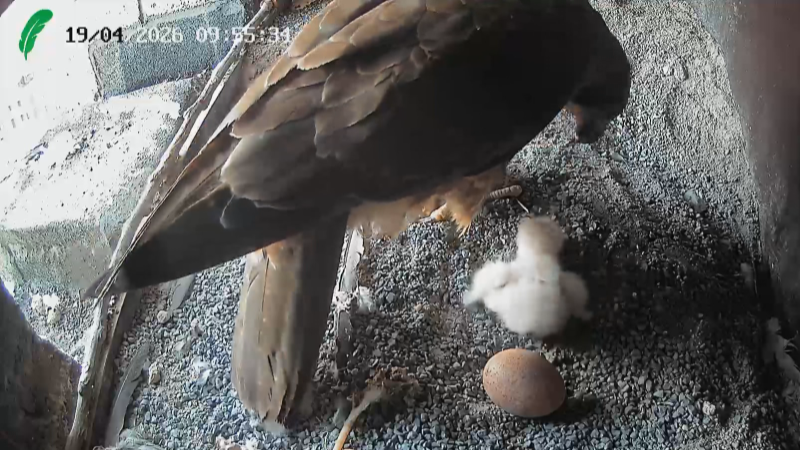 Informativo Telenorte 1 País Vasco - 22/04/2026 | RTVE Play - Ver ahora