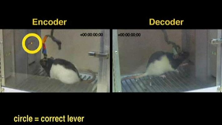 Telediario 1 - Conectan el cerebro de dos ratas