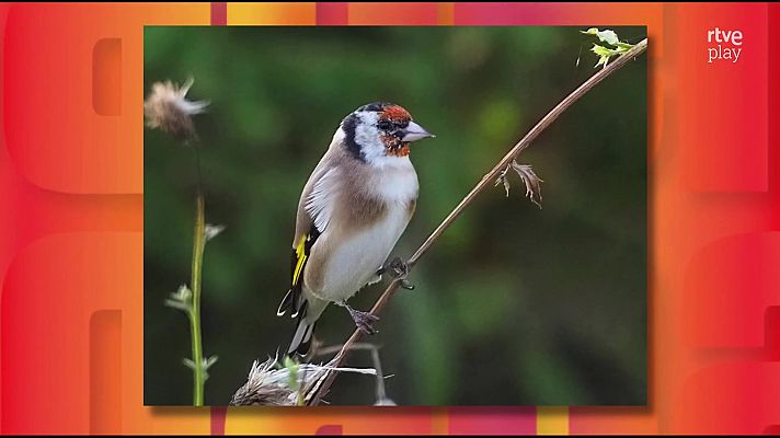 Saber y ganar - Saber y ganar - 22/04/26