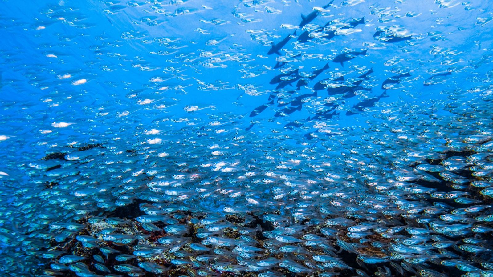 Animales extraordinarios de Australia - Episodio 2: La glotonería - Animales extraordinarios de Australia | Ver