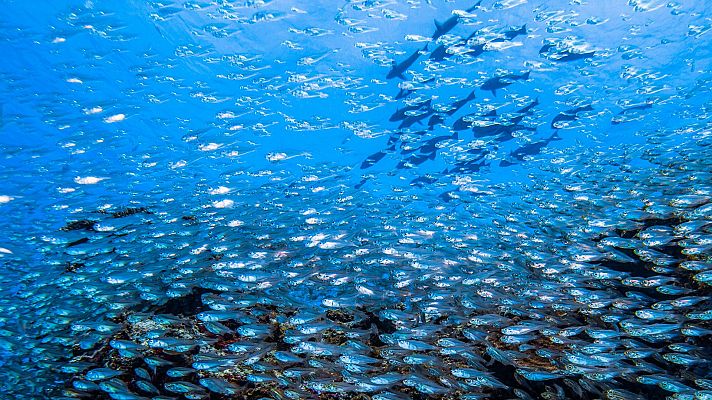 Animales extraordinarios de Australia - La glotonería