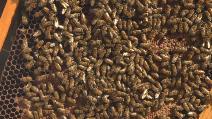 Noticias Murcia - La muerte de cerca de un millón de abejas reabre el debate sobre la fumigación en cultivos