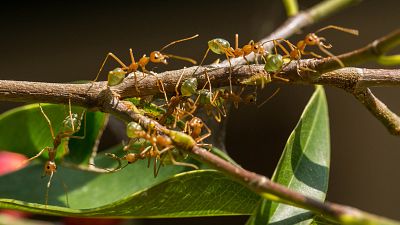 Animales extraordinarios de Australia - Episodio 3: Ser sociable - Animales extraordinarios de Australia | Ver