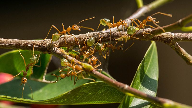 Animales extraordinarios de Australia - Episodio 3: Ser sociable - Animales extraordinarios de Australia | Ver