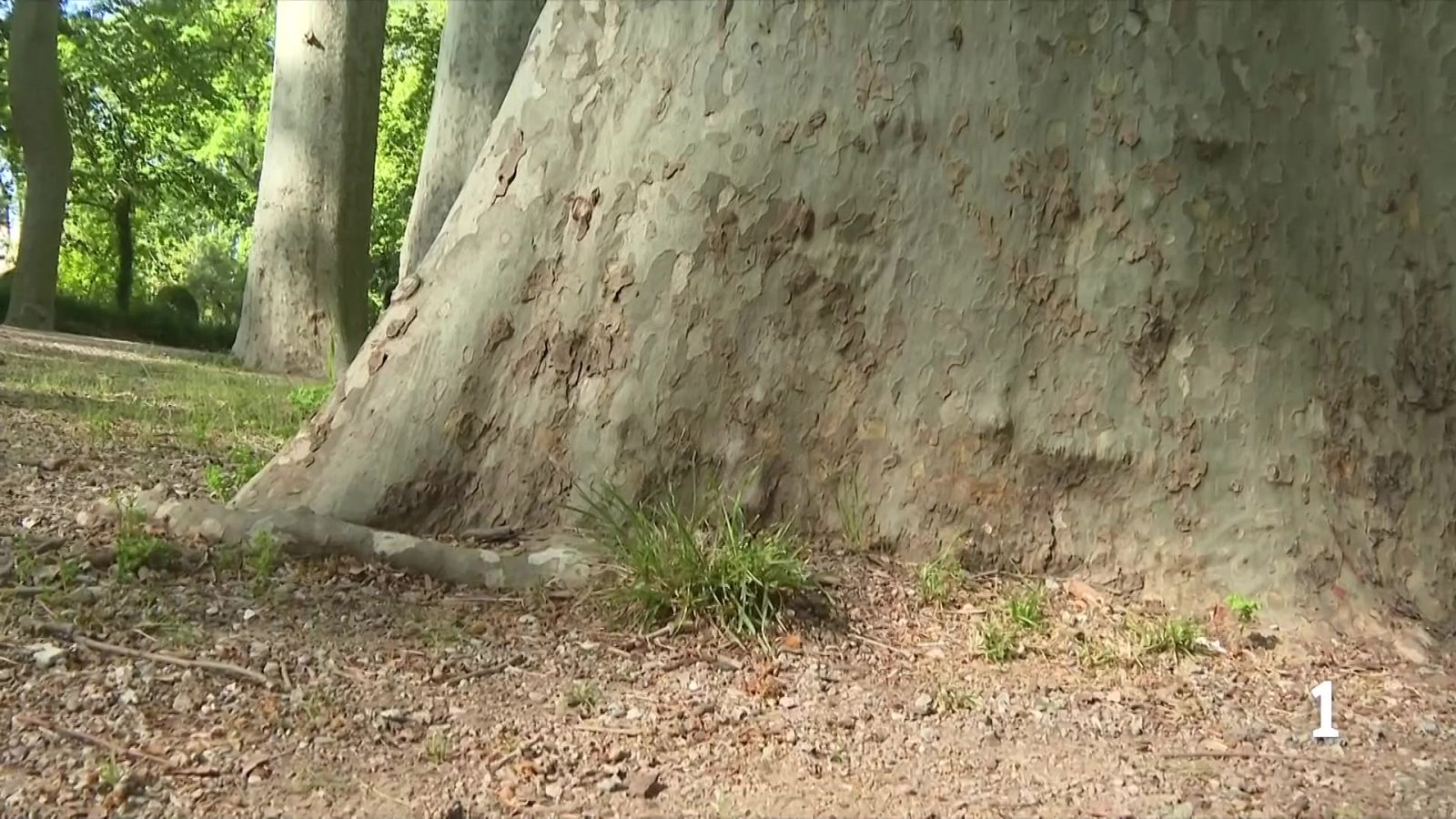 Descobert a Girona l'arbre més alt de Catalunya - L'Informatiu | Ver