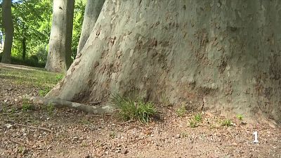 Descobert a Girona l'arbre més alt de Catalunya gràcies a un nou mètode científic