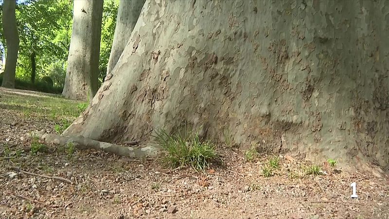 Descobert a Girona l'arbre més alt de Catalunya - L'Informatiu | Ver