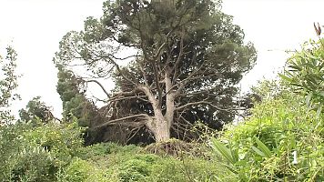 Operaci�n ?Salvar al pino bicentenario de Calamocarro?: el s�mbolo natural de Ceuta que se resiste a morir