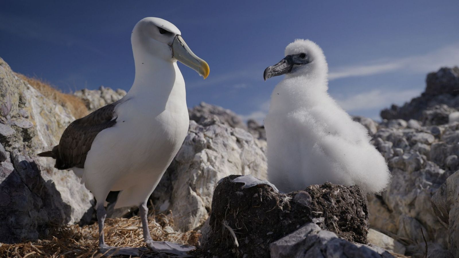 Animales extraordinarios de Australia - Episodio 4: Dedicación - Animales extraordinarios de Australia | Ver