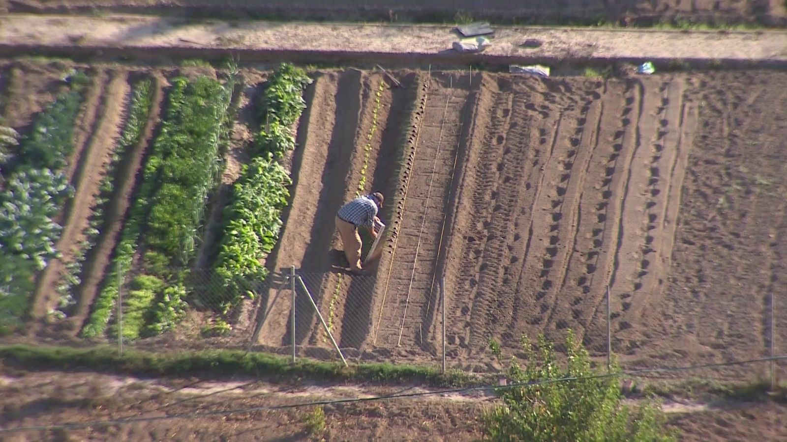 Agrosfera - 25/04/26 - Agrosfera | Ver