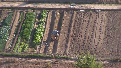 Agrosfera - 25/04/26