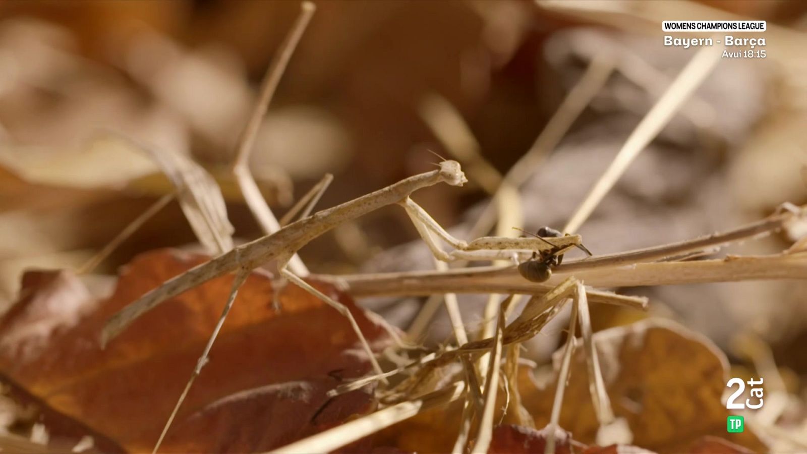 Grans Documentals - Supervivents de la natura, Episodi 2: Fam animal - Veure ara