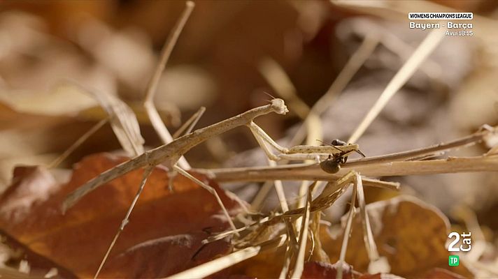 Som Documentals - Supervivents de la natura, Episodi 2: Fam animal