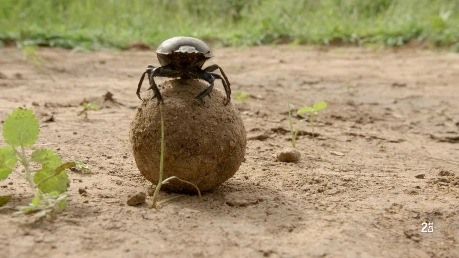 Grans Documentals - Supervivents de la natura, Episodi 3: Arquitectura animal - Veure ara