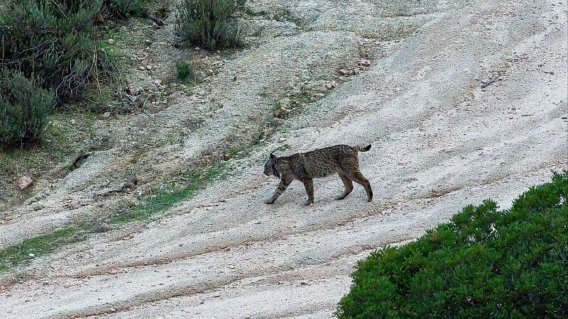 Veneno, el lince ibérico vecino de Cabañas de Yepes, Toledo