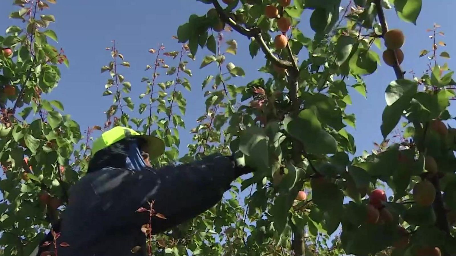 Cuenta atrás para la campaña de la fruta en el Bajo Cinca, se esperan 12.000 temporeros - Noticias Aragón | Ver