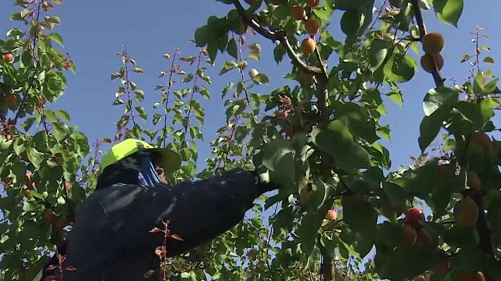 Noticias Aragón - Cuenta atrás para la campaña de la fruta en el Bajo Cinca, se esperan 12.000 temporeros