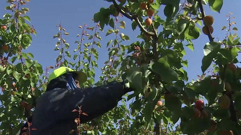 Cuenta atrás para la campaña de la fruta en el Bajo Cinca, se esperan 12.000 temporeros - Noticias Aragón | Ver