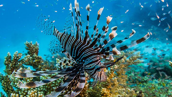 Animales extraordinarios de Australia - Agresividad