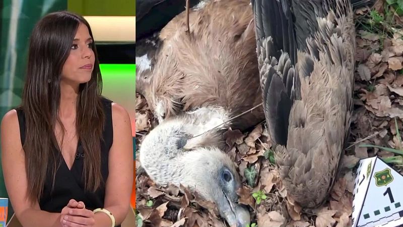 Animals enverinats, robatori de plantes i fitness - L'Altaveu - L'altaveu | Veure