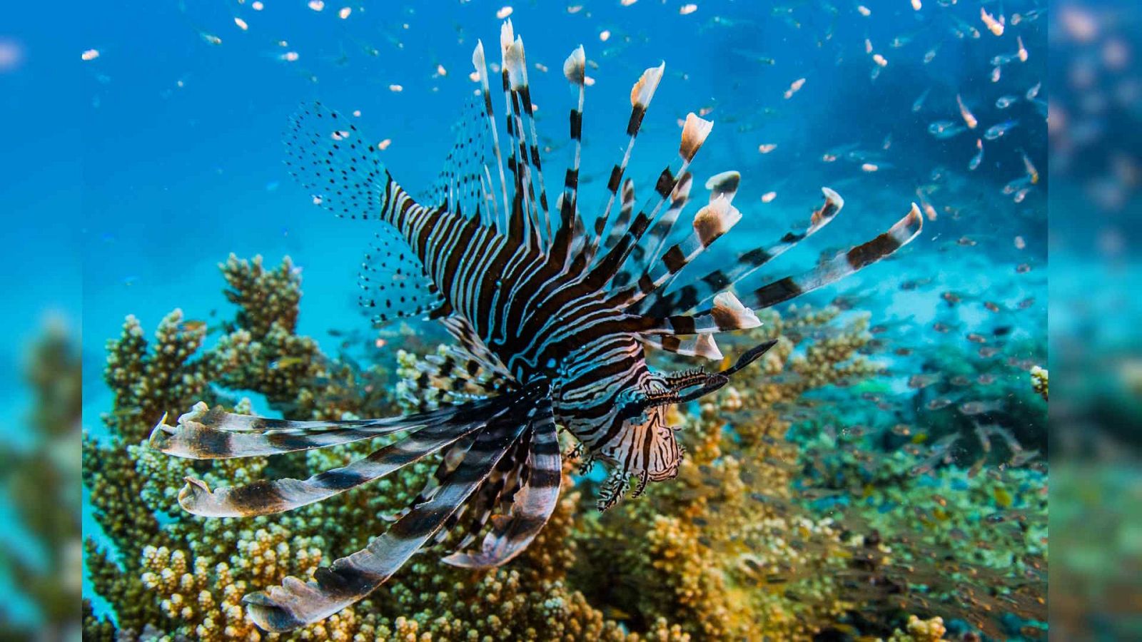 Animales extraordinarios de Australia - Episodio 6: Extravagante - Animales extraordinarios de Australia | Ver
