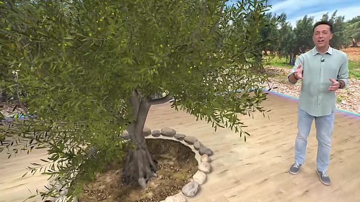 Aquí la Terra - Formatges, oliveres, II Giardinetto