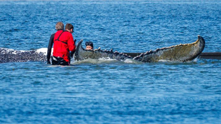 Fotografía de voluntarios utilizan correas para intentar sacar a la ballena jorobada varada de la isla de Poel y llevarla a un barco de transporte.