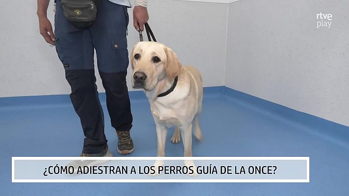 Aquí hay trabajo - Cómo se entrenan los perros guías de la ONCE