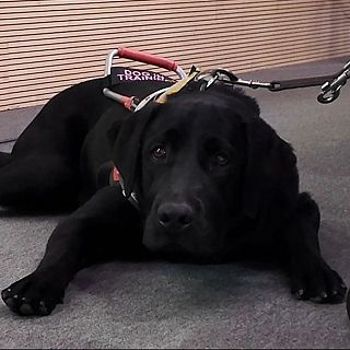 D�a del Perro de Trabajo: conocemos a Maverick, perro gu�a