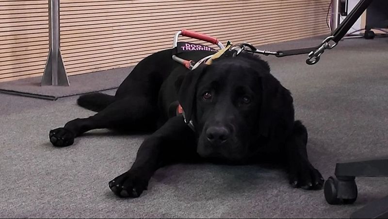 Día del Perro de Trabajo: conocemos a Maverick, perro guía - Mediodía en RNE | Ver