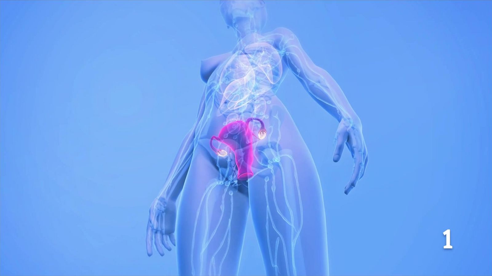 Un estudi analitza com envelleixen els òrgans amb la menopausa - L'Informatiu | Ver