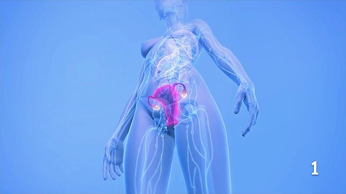 L'Informatiu - La IA revela que els òrgans reproductius envelleixen a ritmes diferents