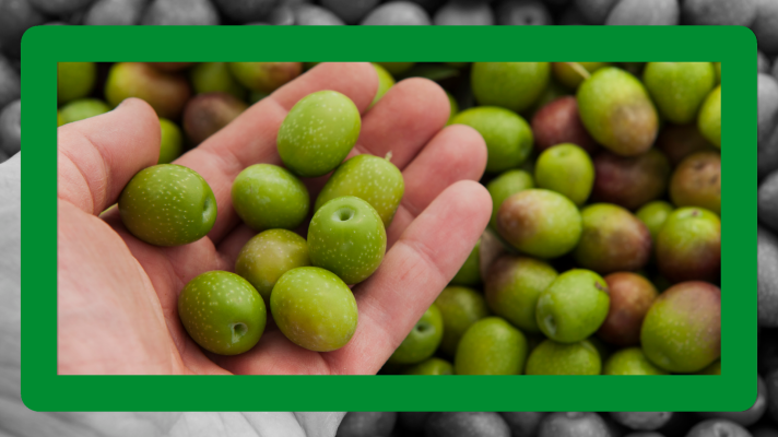 Noticias de Extremadura - Olivepack, aceitunas mejor conservadas