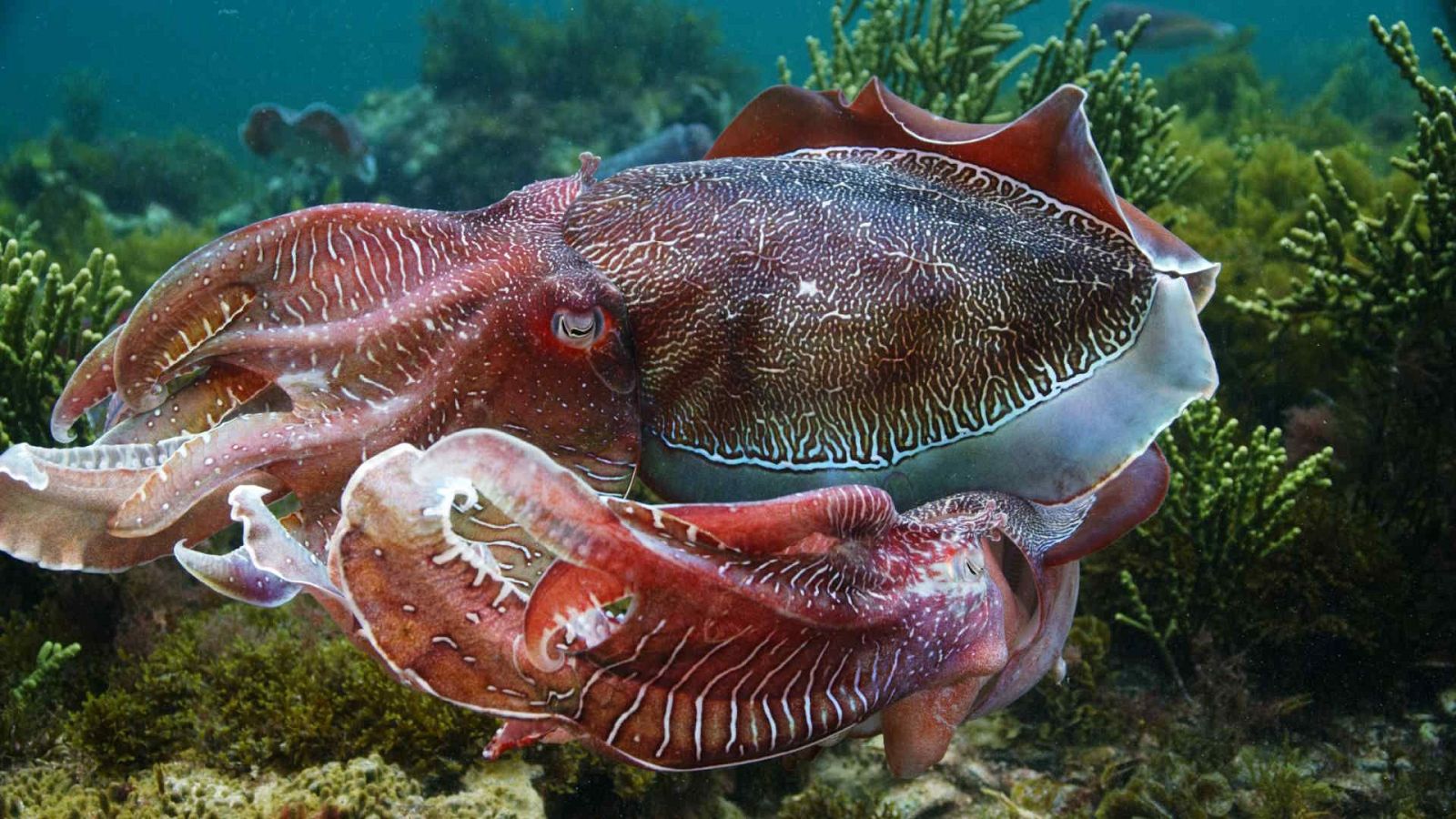 Animales extraordinarios de Australia - Episodio 7: Engaño - Animales extraordinarios de Australia | Ver