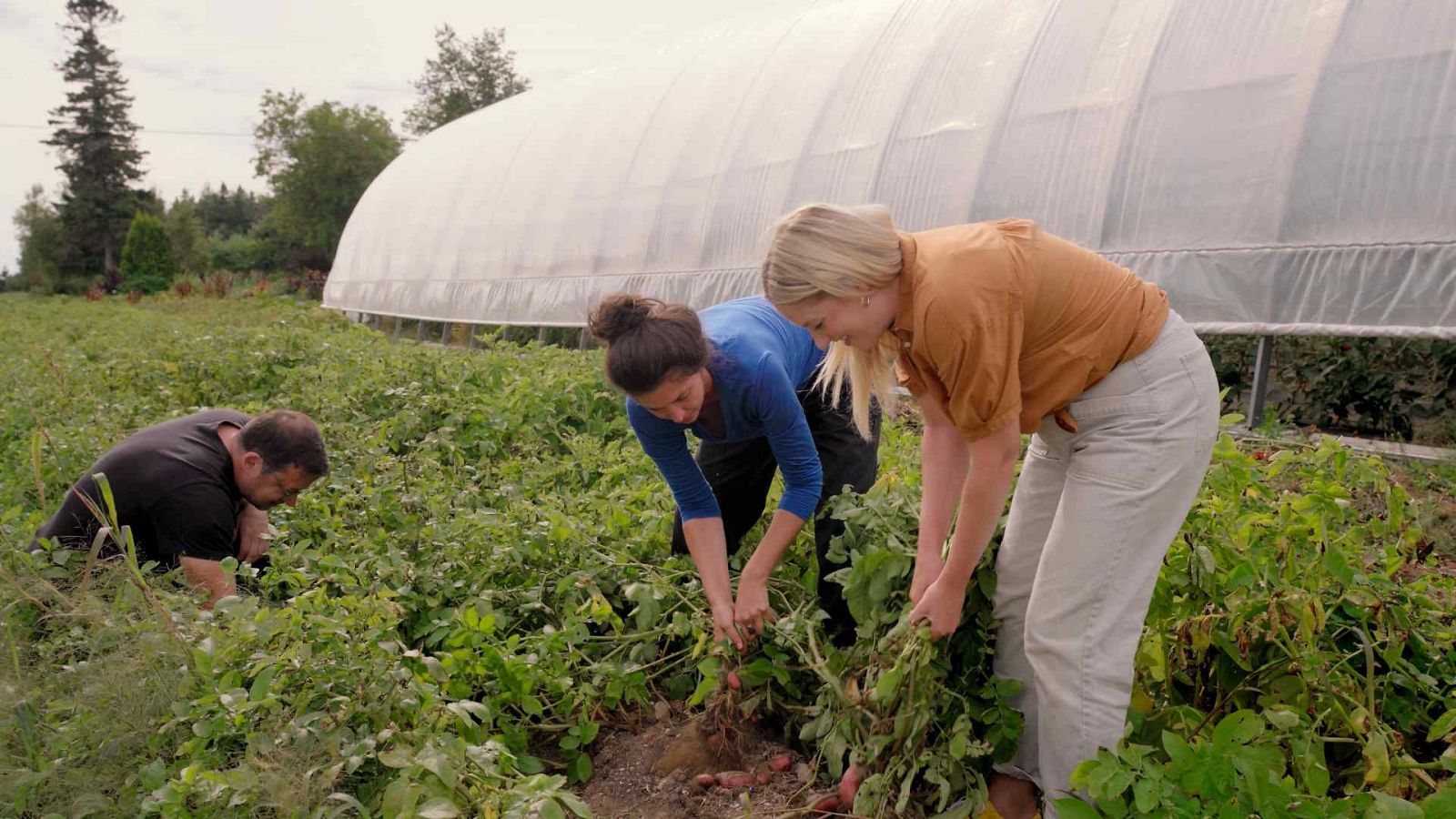 Las cuatro esquinas del plato - Episodio 4 - Las cuatro esquinas del plato | Ver