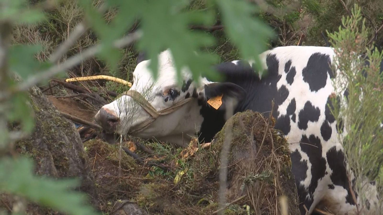 Rescate de vacas caídas por un precipicio do río Miño en Taboada - Telexornal - Galicia | Vexa