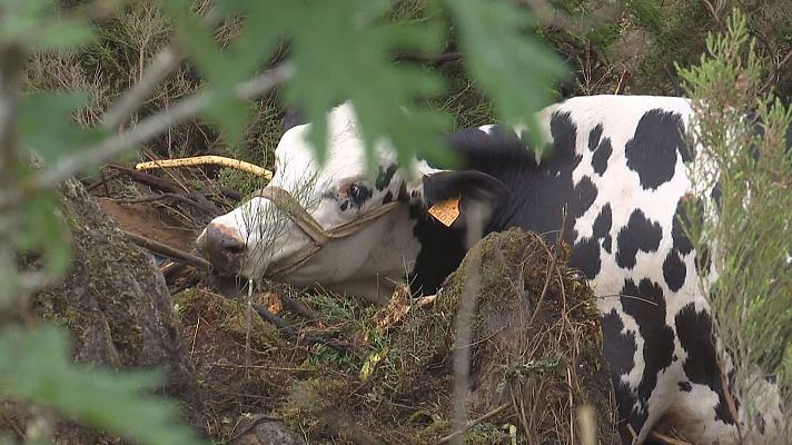 Telexornal - Galicia - Tentan restacar varias vacas caídas por un precipicio á beira do río Miño en Taboada, Lugo