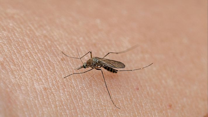 Telediario Fin de Semana - La localidad sevillana de La Puebla del Río, en alto riesgo frente al virus del Nilo